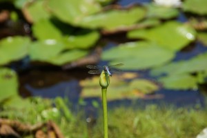 Dragonfly