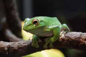 Friendly Frog