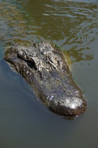 Gator