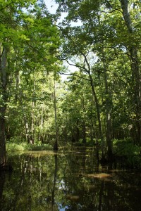 Louisiana Swamp