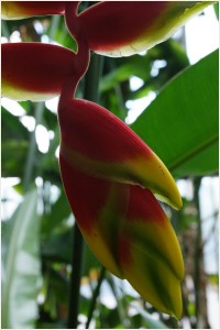 Heliconia Rostrata - Lobster Claw