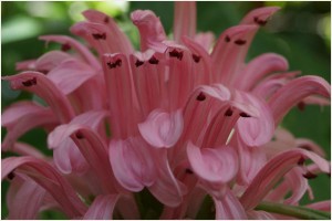 Justicia Carnea - Flamingo Flower