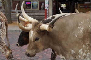 Texas Longhorn