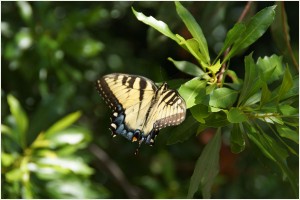 The Tiger Swallowtail Butterfly