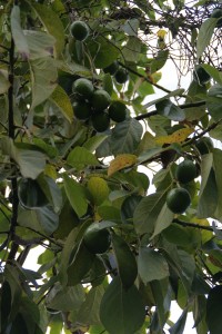 Avokado træ i Waipio Valley