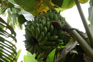 Banan Palme
