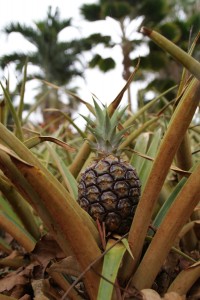 En lille ny ananas er født