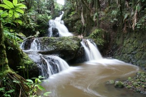 Onomea Falls i Hawaii Botanical Gardens