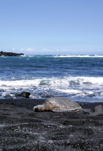 Skildpadde sover på black sand beach