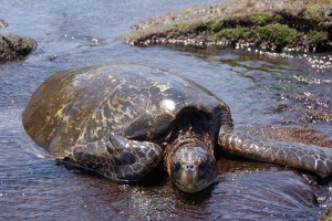 Skildpadde ved black sand beach