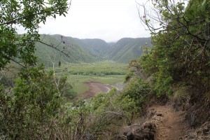 Stien ned til Pololu Valley