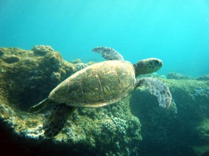 Svømning med havskildpadde