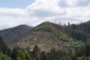 Genetablering efter skovbrænd