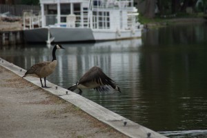 Canada Gæs hopper i Fox River i byen Omro