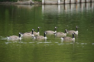 Canada gæs i Fox River