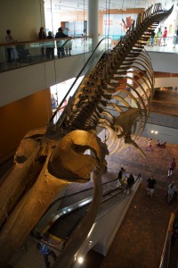 Denver Museum of Nature and Science