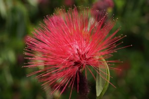 En Calliandra Haematocephala blomst