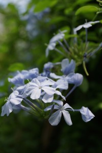 En Wild Blue Phlox blomst