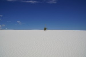 En ensom palme i en hvid verden
