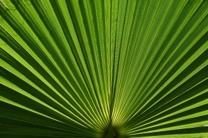 Et palmeblad i solen