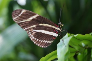 Zebra Longwing Butterfly