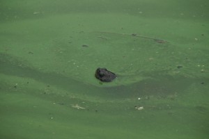 En skildpadde i det grønne