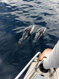 Første møde med delfiner