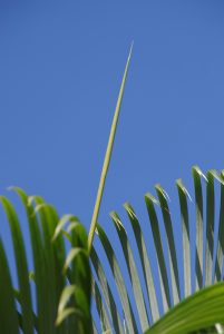En palme i vores have