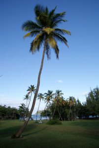 En palme på Pigeon Island