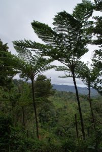 Saint Lucias jungle