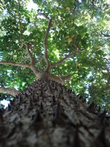 Sandbox tree